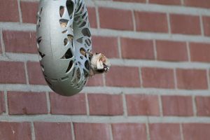 House sparrow on a bird feeder, with a brick wall as background 