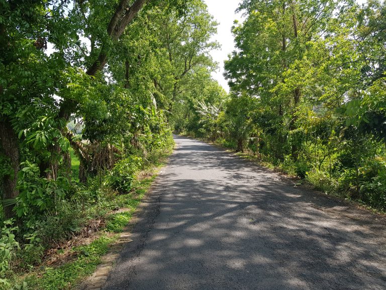 Village road through trees