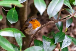 Eurasian Robin on a branch in a bush with green leaves