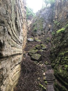 森林中两个悬崖之间的一条有楼梯的小路，地面上有许多倒下的树枝