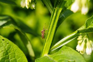 Brown insect on a plant