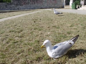 Seagulls in a town park