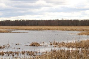 A lake with trees in the background, and reeds throughout, with the focus on a beaver lodge made of sticks and reeds.
