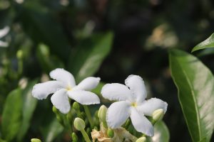 Two white crape jasmine flowers
