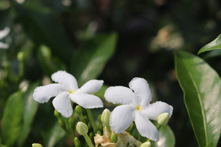 Two white crape jasmine flowers