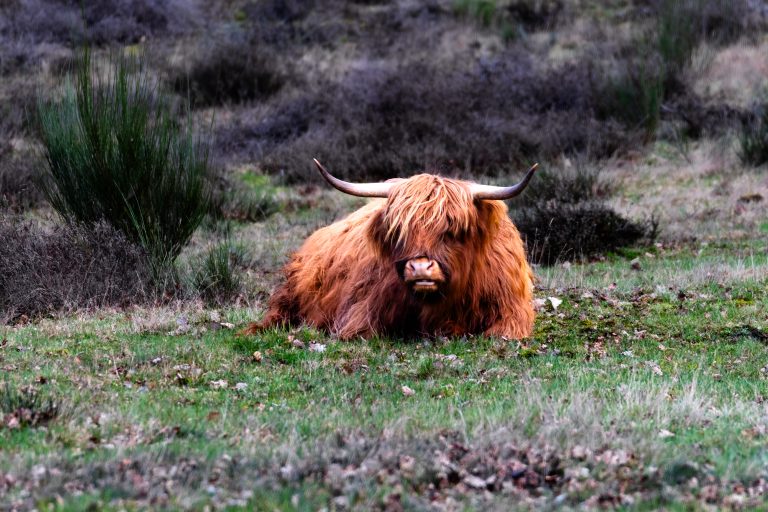 A Scottish highlander cow laying in the heath of the nature reserve the Mookerheide, The Netherlands