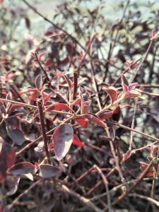 Close-up of vibrant red leaves on a bush, illuminated by sunlight, showcasing nature's beauty and intricate details.