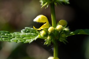 The yellow flowers of Lamium galeobdolon (en: Yellow Archangel, dt: Goldnessel) are located in the leaf axils of dark green leaves. The close-up shows the fine hairs on the petals of this plant's first flower.