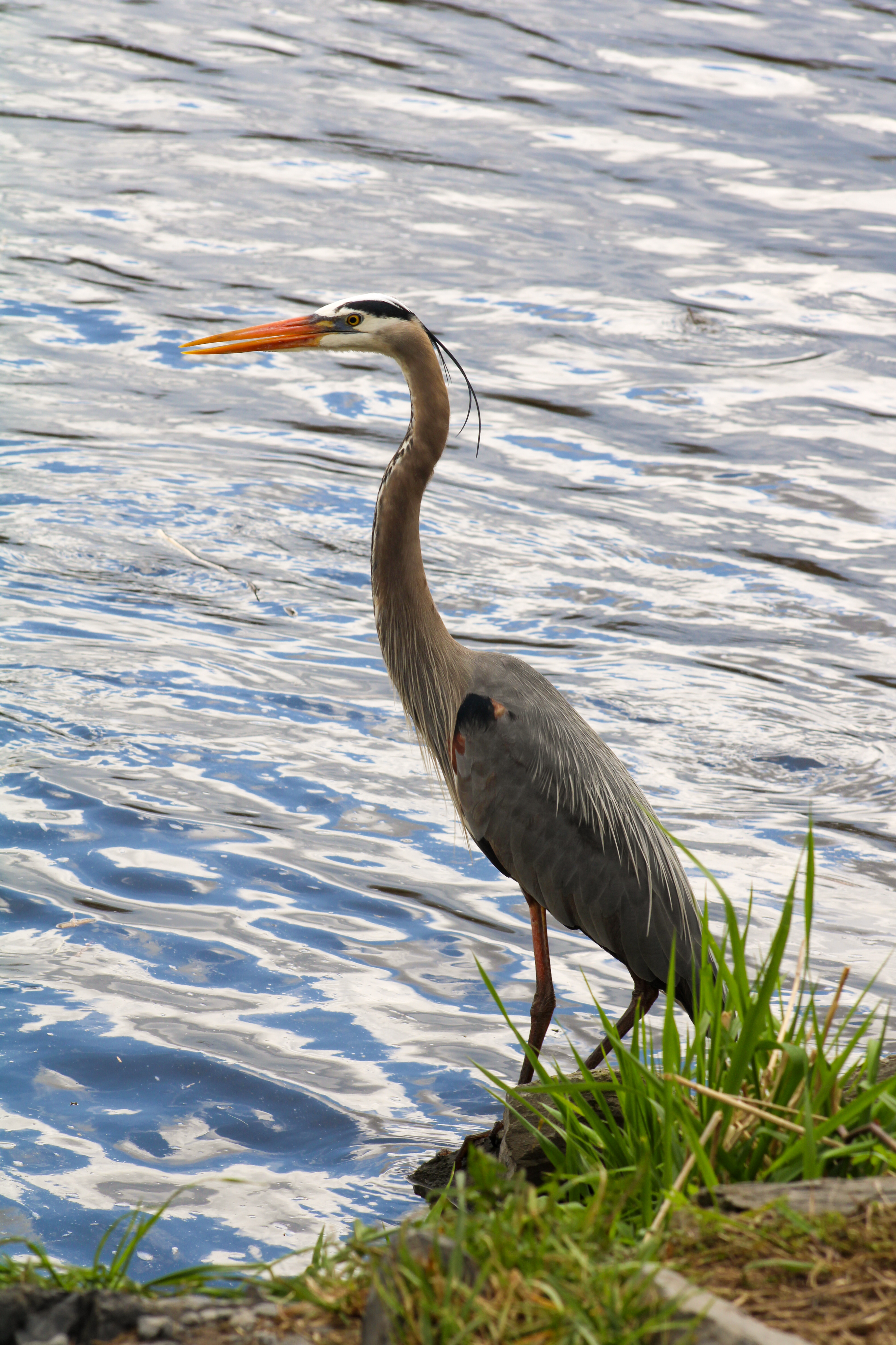 A Great Blue Heron walking into a pond amidst reeds.