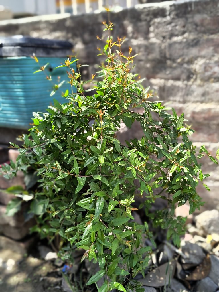 A close-up photo of a green plant with new leaves sprouting, against a brick wall and a blue trash bin in the background.