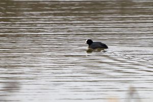 A black coot with a white facial shield swimming on wavy water.
