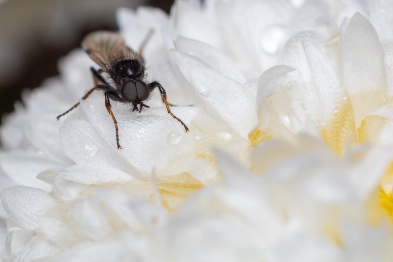 Close-up / Macro photo of a tiny Morning Fly on a white flower