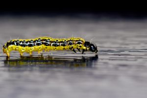 Close-up / macro photo of a Box Tree Moth caterpillar with reflection