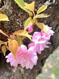 Pink Flowers on tree trunk 