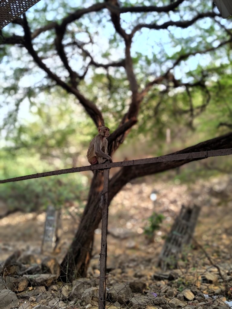 A monkey perched on a rusty metal railing, with a tree in the background.