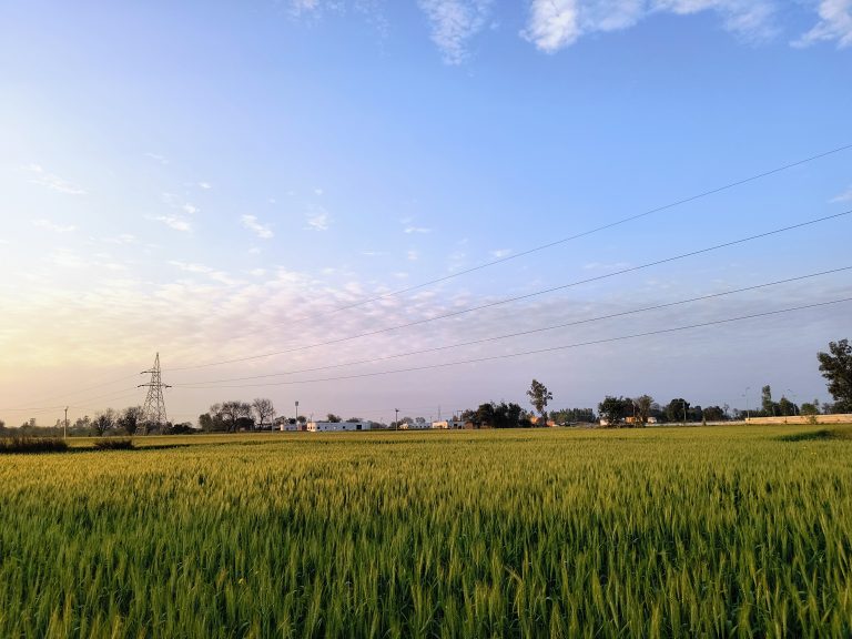 A vast field of green crops stretched into the distance under a clear blue sky with scattered clouds.