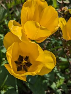 Bright yellow tulips in bloom with a close-up showing the internal black and yellow patterns of one flower, with a blurred green background.
