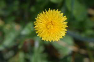 A close-up of a bright yellow dandelion flower against a blurred green background.