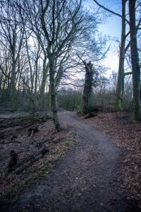 A winding dirt path through a leaf-covered forest floor with bare trees in the early twilight.