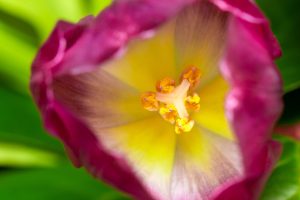 Close up/macro photo of a flower showing the stamens.