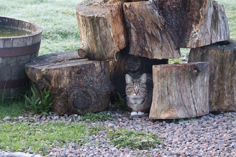 A tabby cat with a green collar peeking out from a hideaway between large cut log pieces.