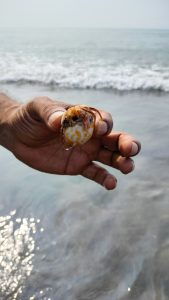 View larger photo: Hand holding a shell with a hermit crab peeking out caught near waves of sea near beach. 