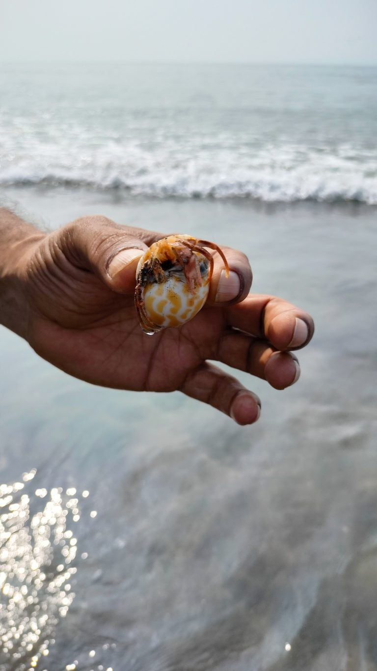 Hand holding a shell with a hermit crab peeking out caught near waves of sea near beach.