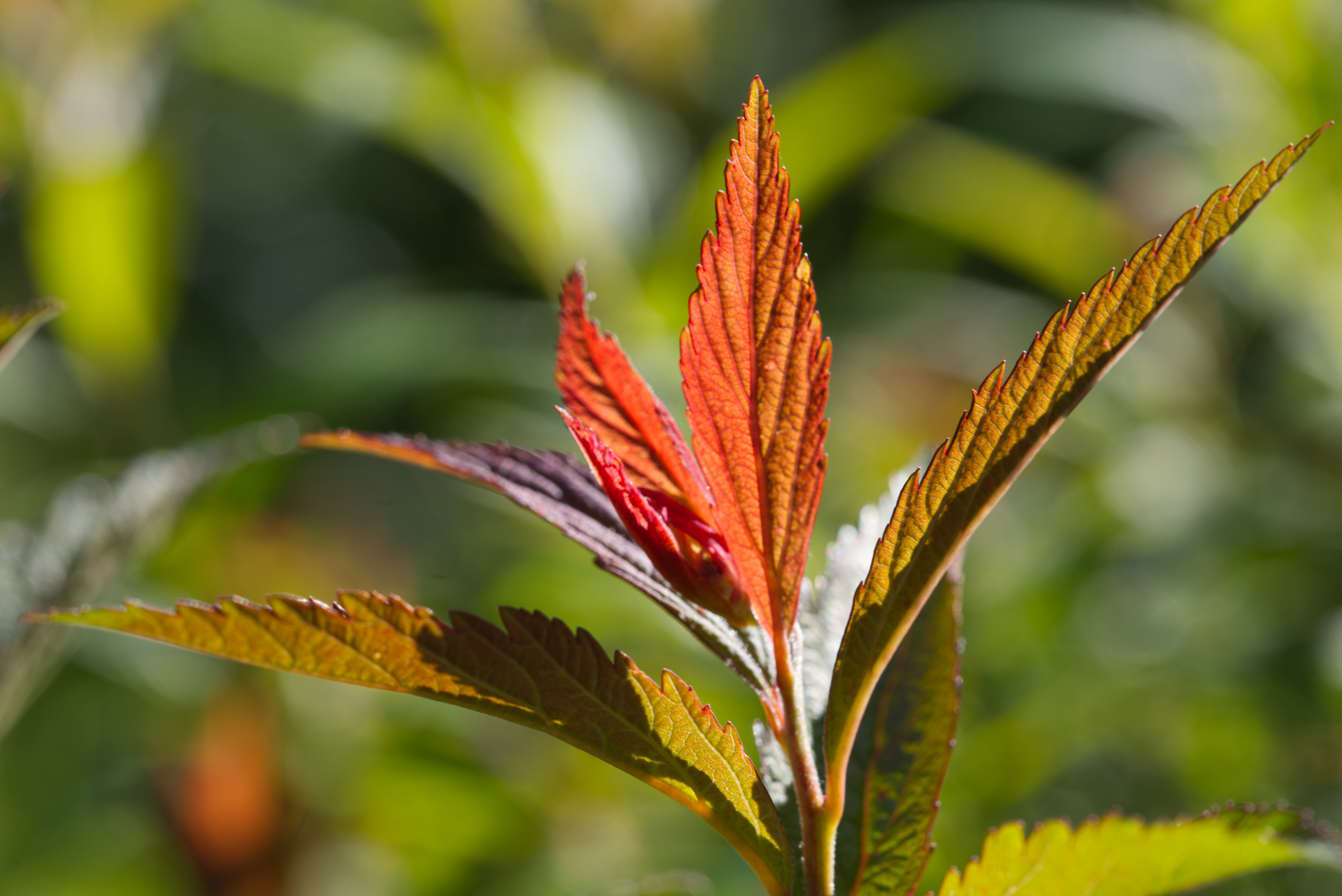 Close-up of vibrant red and green leaves with a blurred green background.