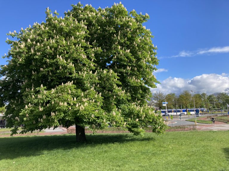 big tree next to a train passing by