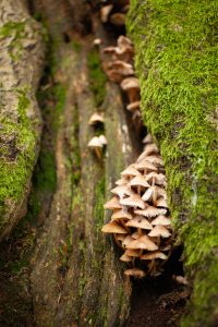 Small mushrooms in the crack of a tree stump with moss