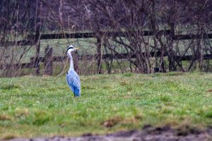 Grey heron in a meadow with a fence in the back