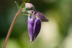 The flower bud of a purple columbine (bot.: Aquilegia)  against a soft green background