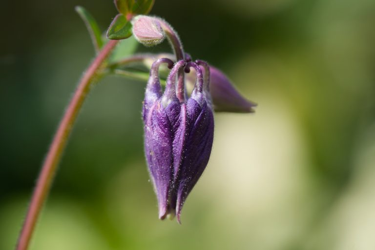 The flower bud of a purple columbine (bot.: Aquilegia)  against a soft green background