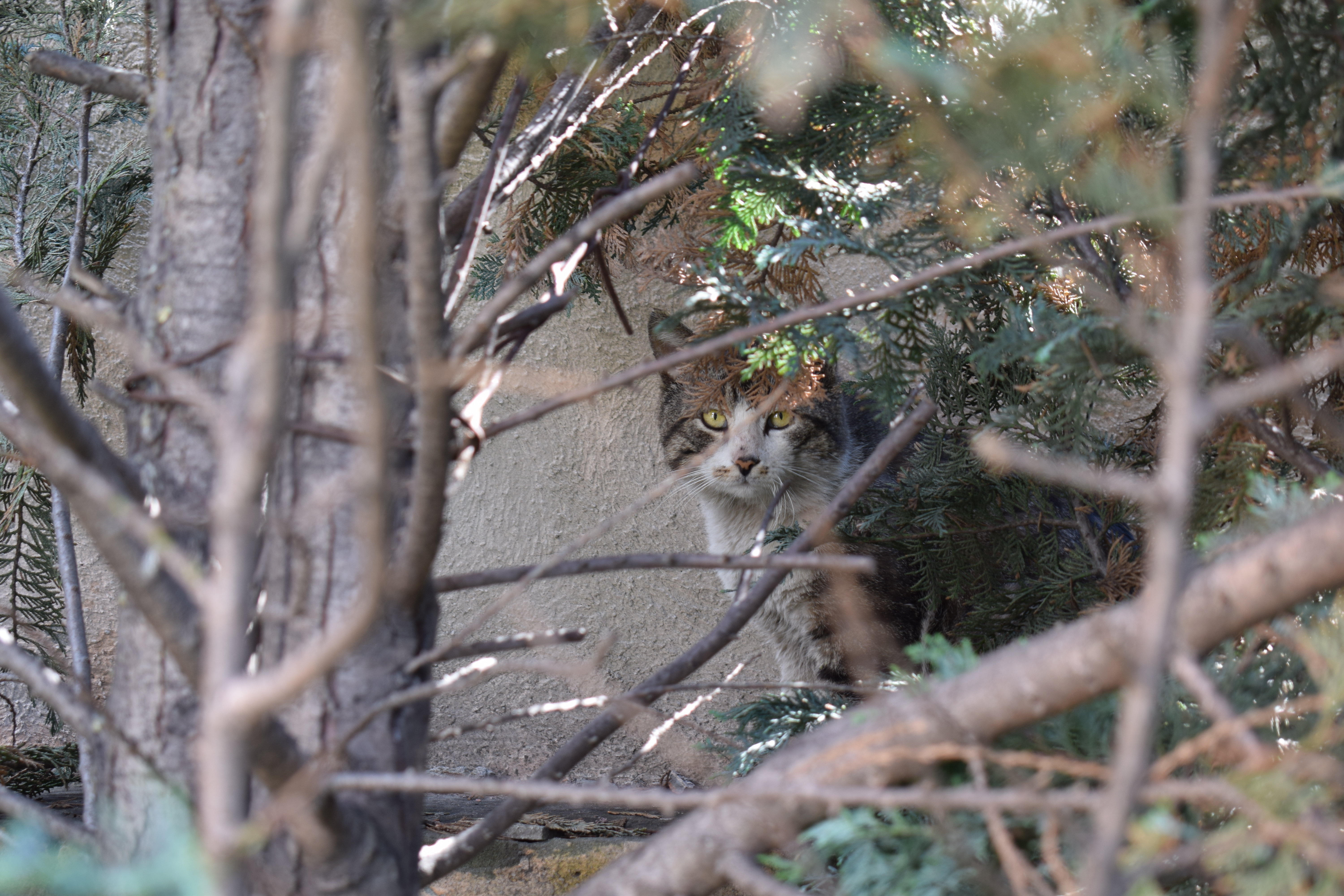 A cat peeking through an assortment of thin branches, with evergreen foliage partially obscuring its face, set against a tan exterior wall backdrop.
