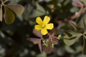 A close up of a yellow flower