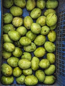 Fresh green mangoes piled in a blue plastic crate.