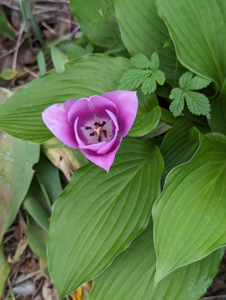 Delicate and charming, these very small purple tulips add a touch of elegance to any garden