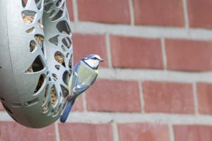 A blue tit on a hanging birdfeeder, eating, with a brick wall in the background