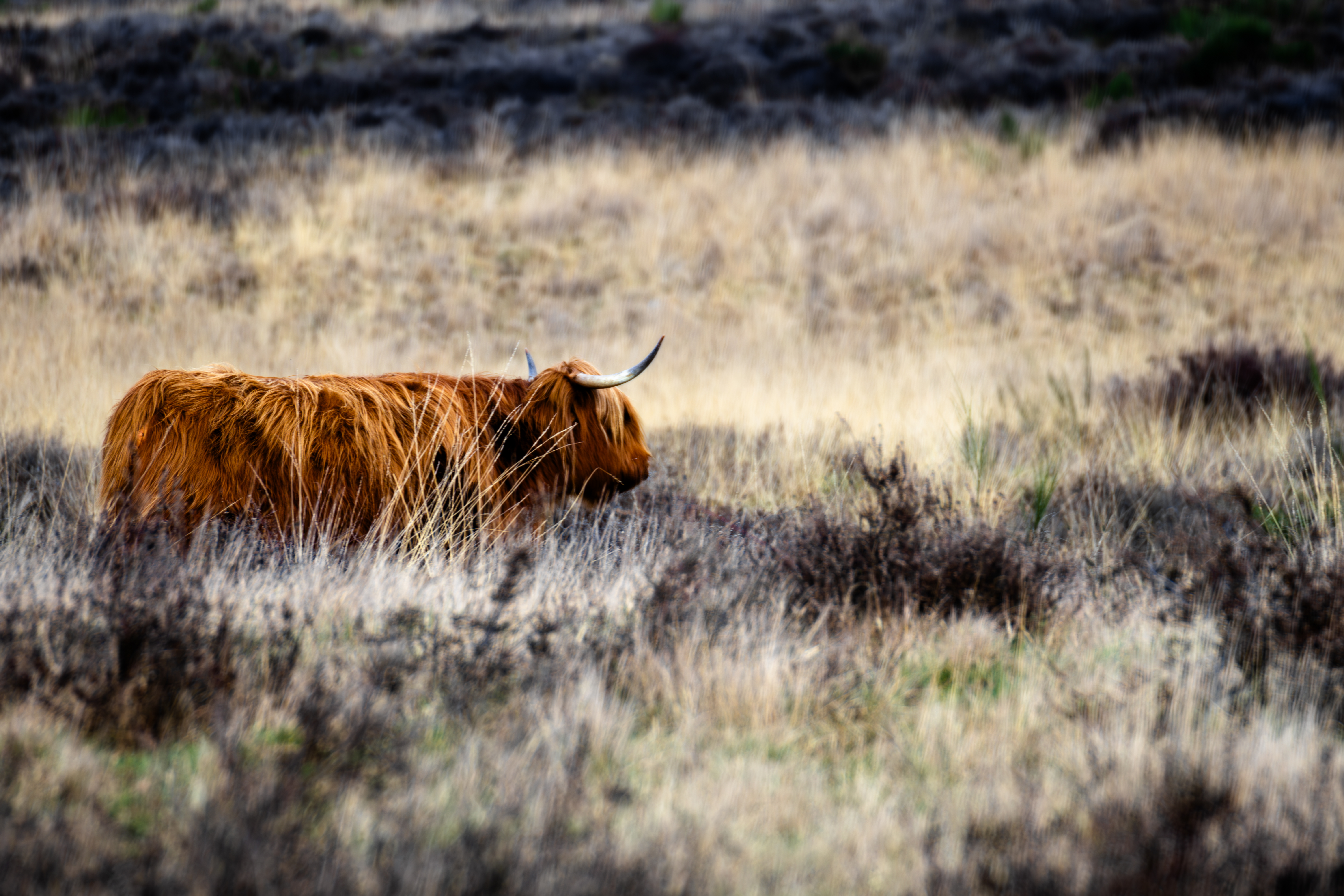 Scottish highland cow walking in the heath