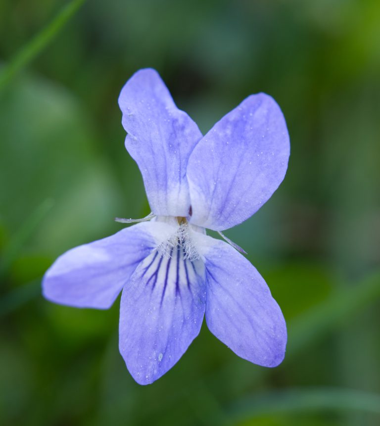 Close-up of a violet (Viola hirta) flower with pale purple petals and a white leaf base on a green blurred background.