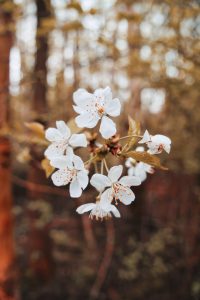 Close up of white blossoms