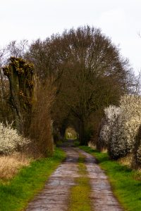 A dirt road with trees, creating an arch, bushes with flowers on the side of the road