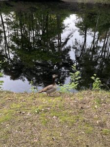 View larger photo: 

A Greylag Goose standing on the grassy edge of a pond with reflections of trees and the sky in the water.