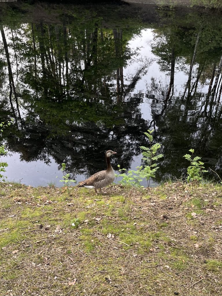 A Greylag Goose standing on the grassy edge of a pond with reflections of trees and the sky in the water.