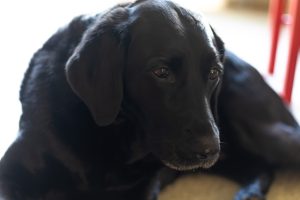 A black Labrador laying on the ground, indoors