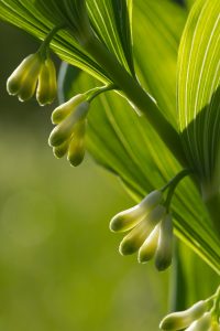 The closed flowers of a Solomon's seal (bot: Polygonatum) in the backlight, fine leaf veins and white-green flower buds.