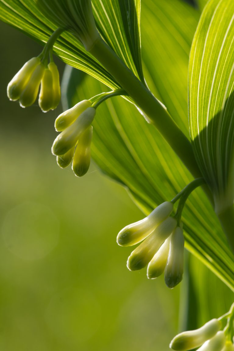 The closed flowers of a Solomon’s seal (bot: Polygonatum) in the backlight, fine leaf veins and white-green flower buds.