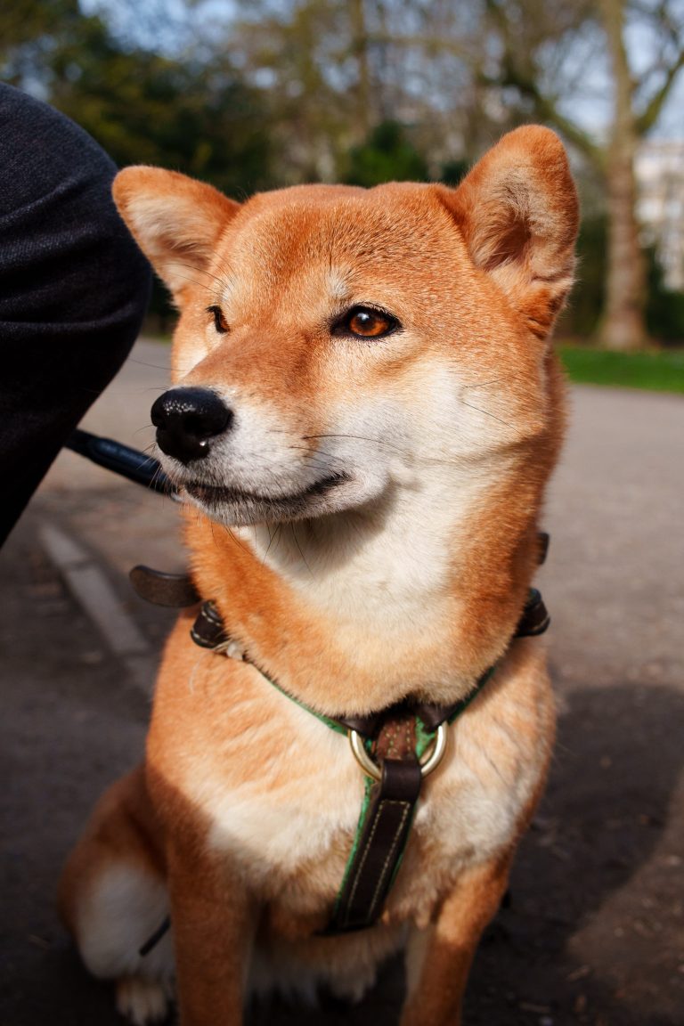 Potrait of a dog in a park