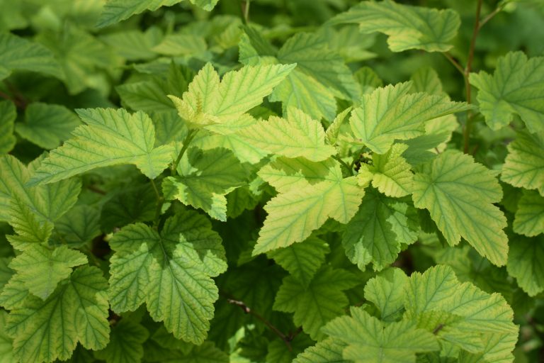 A group of yellow green leaves.