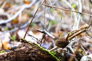 Winter wren in the forest. Bird sitting on a tree branch.